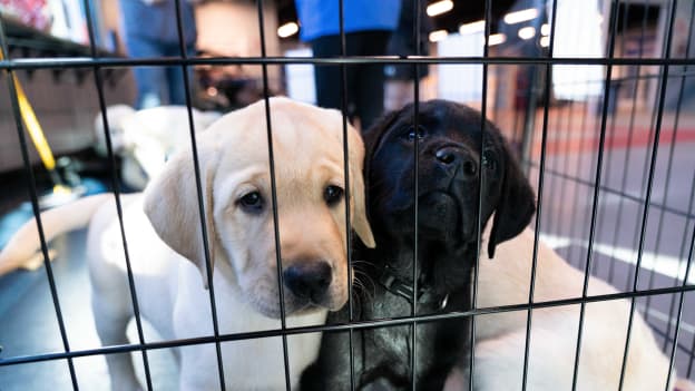 PHOTOS: Islanders 2025 Pucks and Paws Calendar Photoshoot