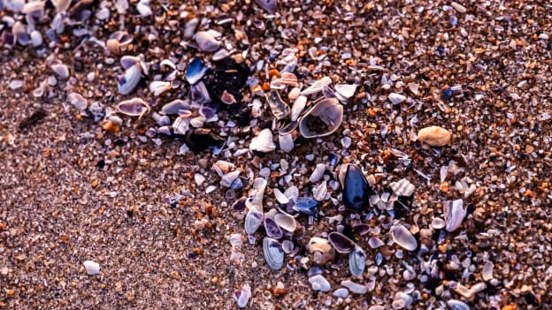 20260213_DownTheShore-014