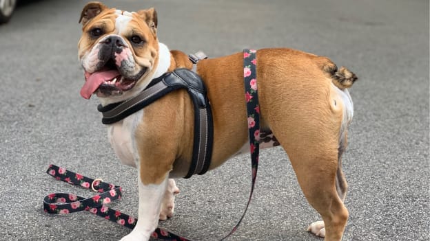 Players' Pets, pres. by PetSmart: Winnie Carlo