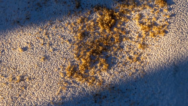 20260213_DownTheShore-085