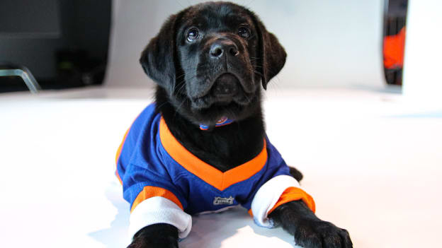 PHOTOS: Islanders 2021-22 Puppy Calendar Shoot