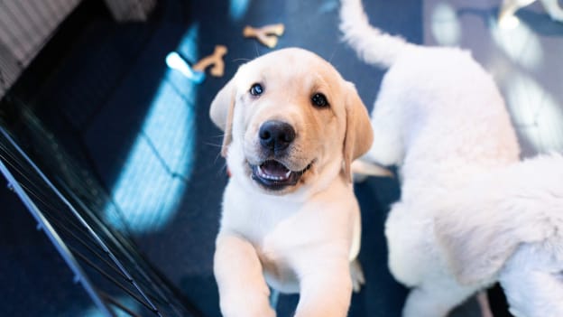 PHOTOS: Islanders 2025 Pucks and Paws Calendar Photoshoot