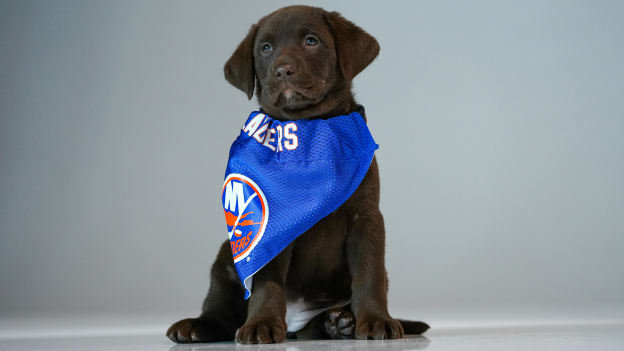 PHOTOS: Islanders 2021-22 Puppy Calendar Shoot