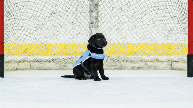 America’s VetDogs Partners with Utah Hockey Club and America First Credit Union To Raise Future Service Dog