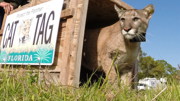 Learn About the Florida Panther