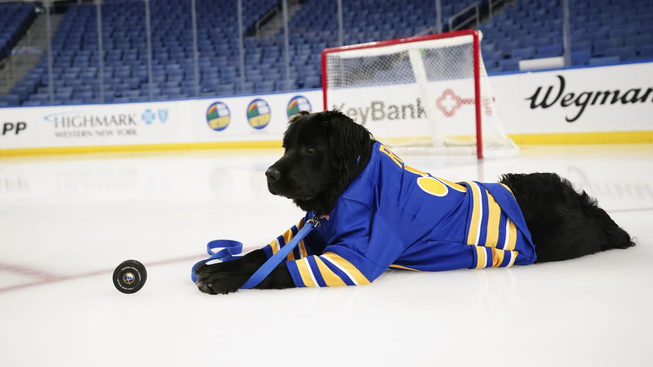 Boston Bruins sports pet supplies for dogs