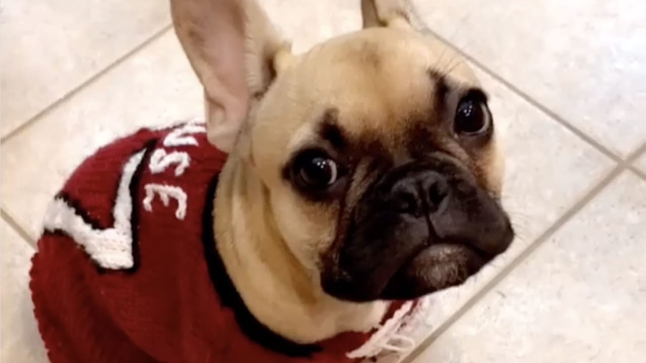 french bulldog 49ers