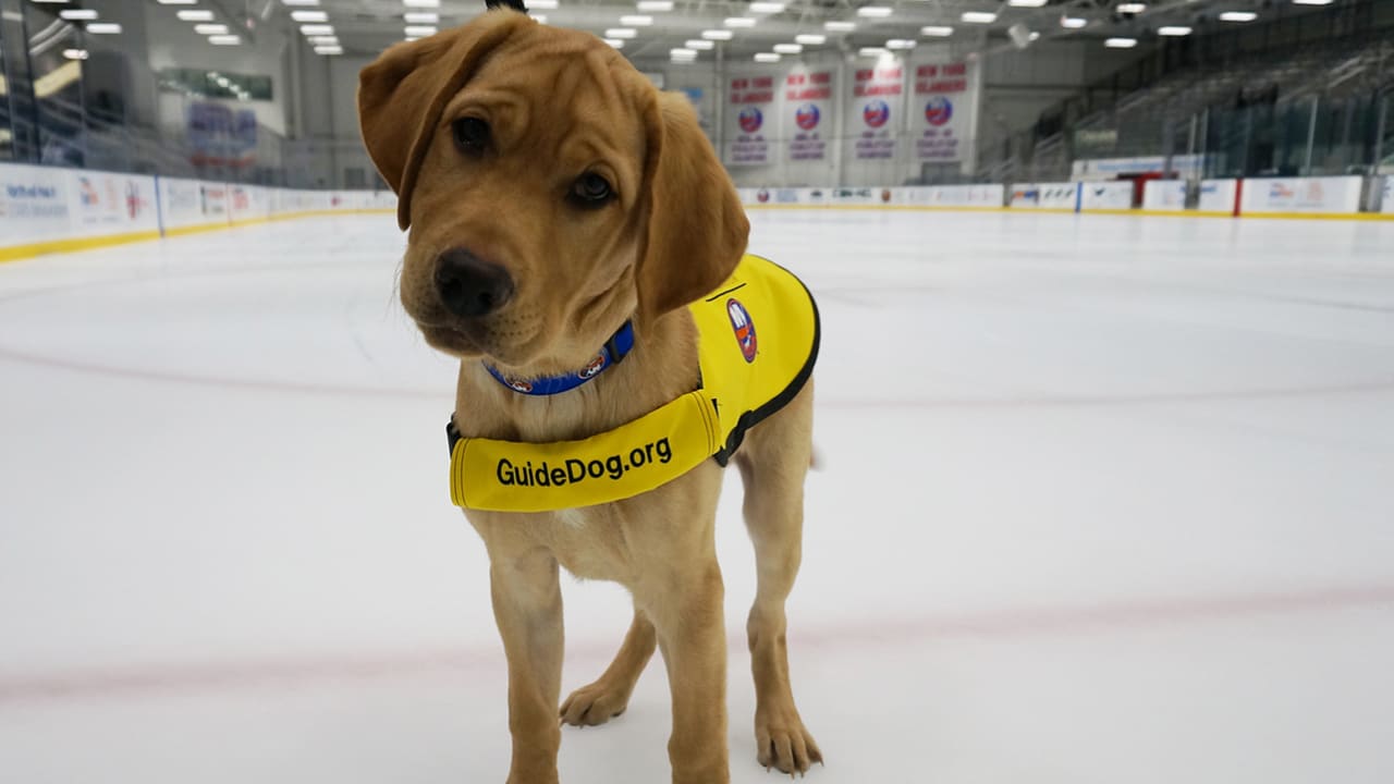 St. Louis Blues Stanley Pup Barclay wins 'Best Team Dog' in NHL