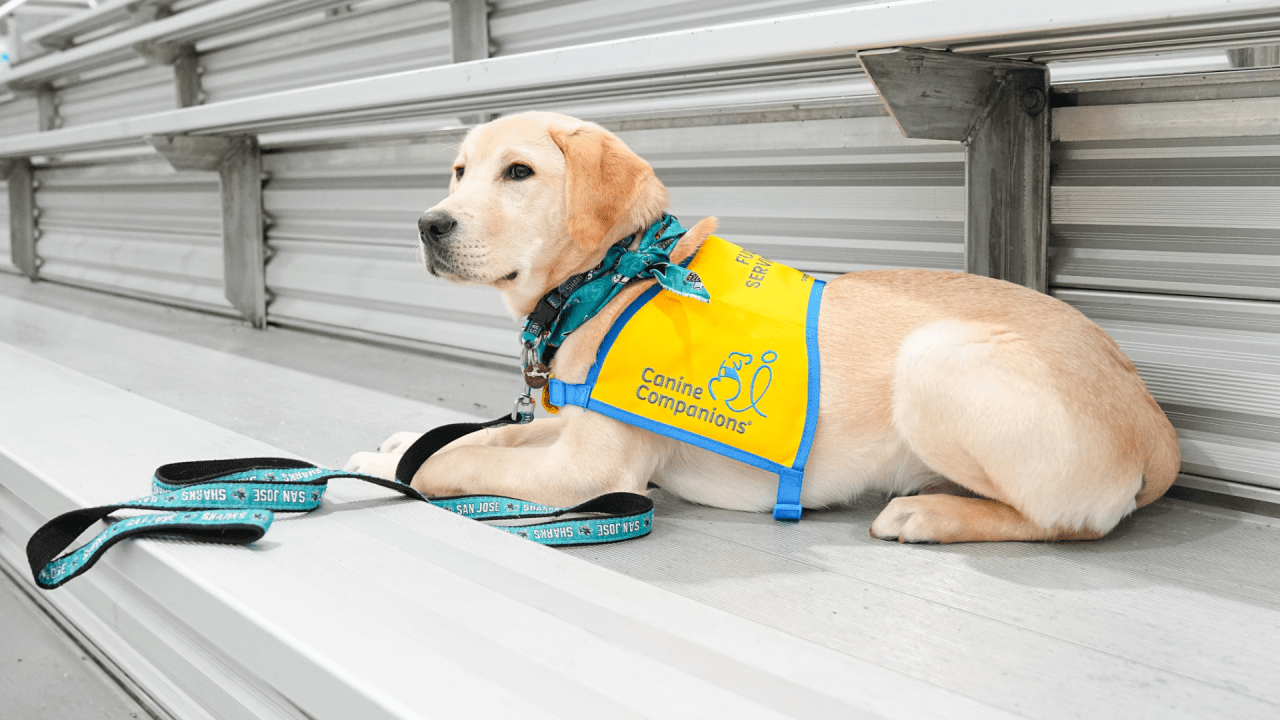 San Jose Sharks Pet Dog Hockey Jersey Medium