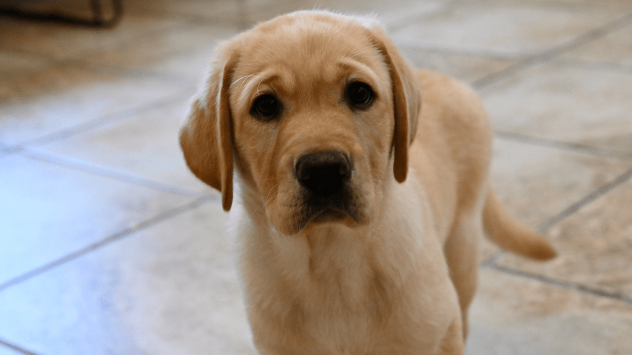 Flyers Fans: Meet "Stanley" | Philadelphia Flyers