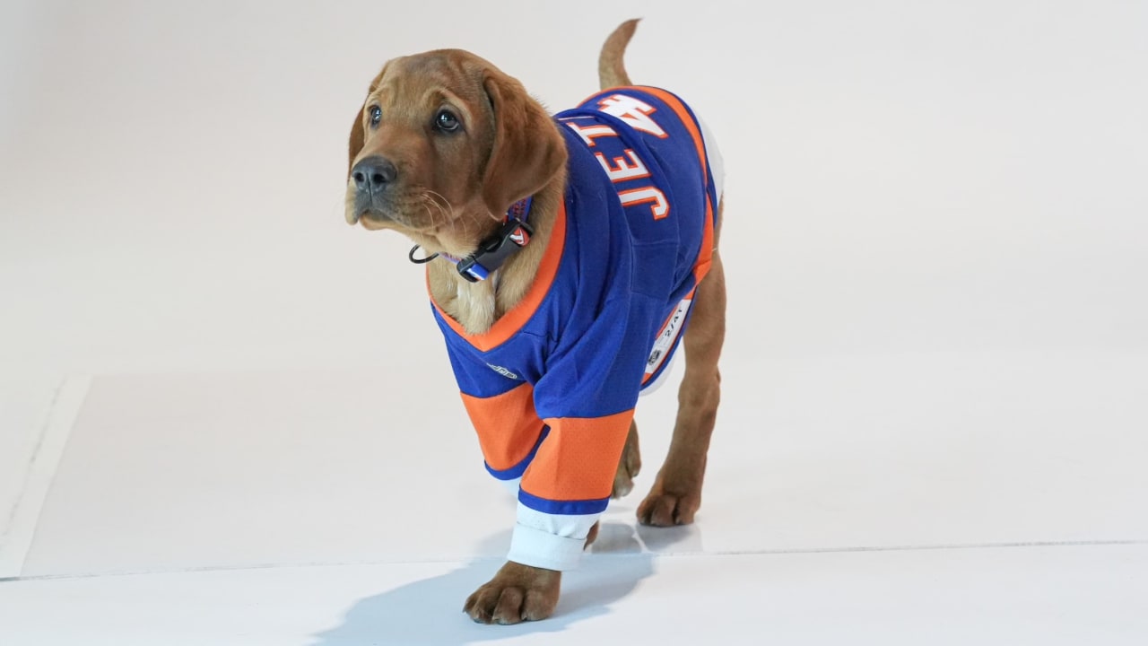 Islanders Team Up with America's VetDogs to Raise Fourth Puppy