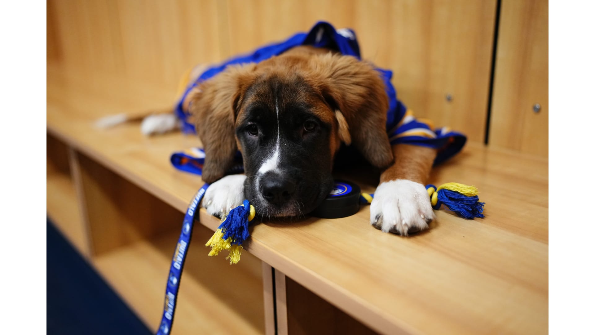 How The New Buffalo Sabres Dog Got His Name