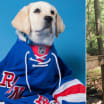 NHL's first service puppy, Ranger, finds new home with teen with autism