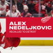 Red Wings recall Nedeljkovic from Grand Rapids under emergency conditions