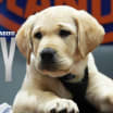 Islanders Fans Votes Are In, The Sixth New York Islanders’ Puppy With a Purpose® Will Be Named “Marty”