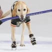 Skating dog wows crowd during second intermission of Golden Knights game