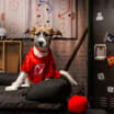 Stanley Pup | BLOG 6.8.26