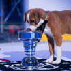 Stanley Pup show pairs hockey and animal rescue