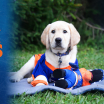 Islanders to Raise Fifth Puppy in Partnership with the Guide Dog Foundation