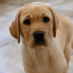 Flyers Fans: Meet "Stanley"