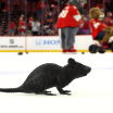 Brad Marchand embracing new rat tradition with Florida