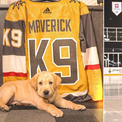 golden knights dog jersey