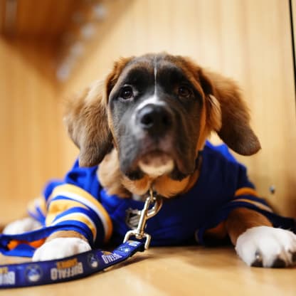 Dog Friendly Hockey Games - 2023 / 2024 Season