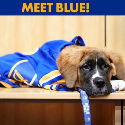 Meet the Dogs: Canidae Proudly Partners with the NHL's Good Boys