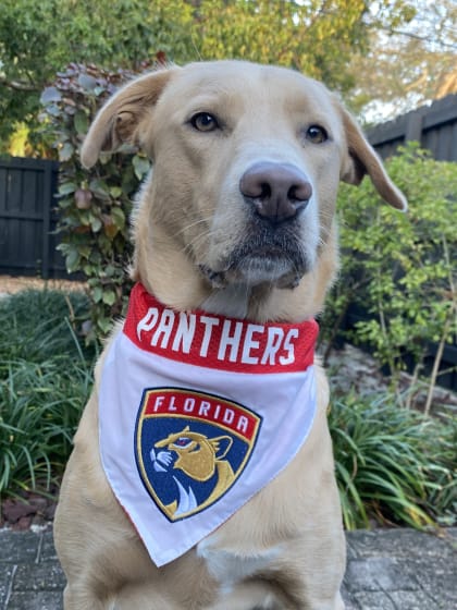 Aggie - @agatha_of_dog