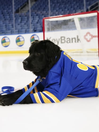 Sabres proudly introduce Rick as the franchise's 1st team dog wny heroes puppy pawsitive for heroes