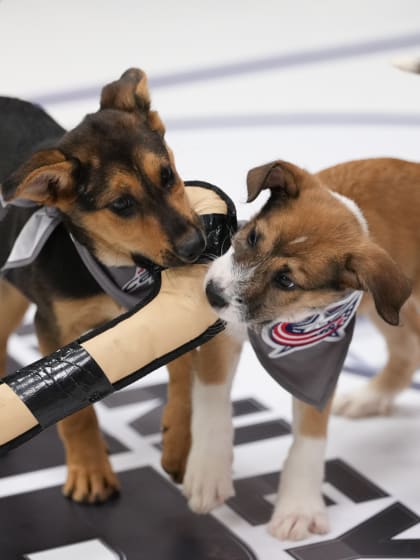 Stanley Pup rescue dog competition to premiere June 8, 2026 