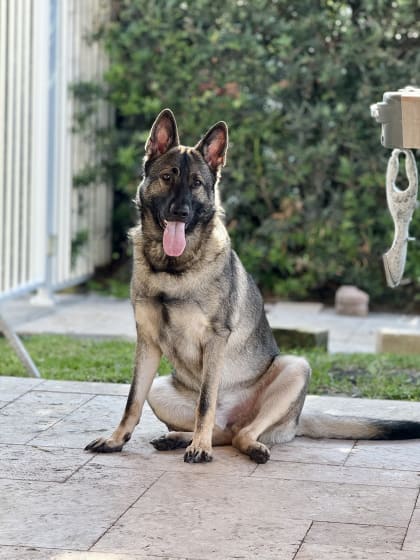 Jameson - @jess.shupe