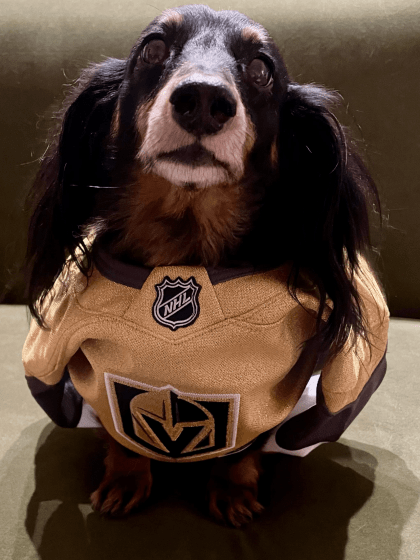 dog-in-gold-jersey-e1706905380571