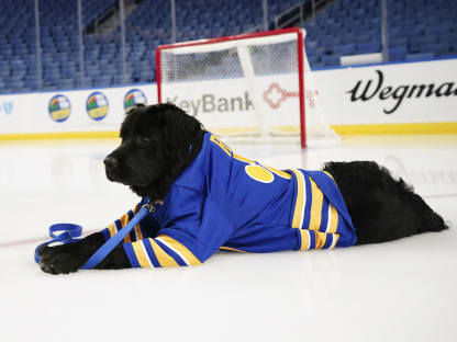So, why is Rick the dog for the job? 🐶 Learn more about the Sabres' new  addition on WIVB.com. 🏒 #dog #sabres #rick #buffalosabres…